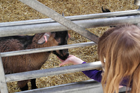Feed the goats at Mead Open Farm
