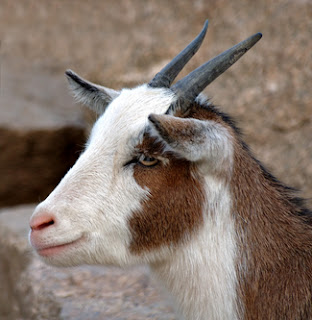 kambing aqiqah