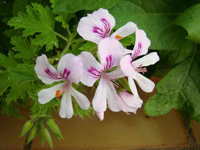 Geranio citronela (Pelargonium citronellum J. JA Van der Walt).