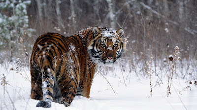 latest tiger HD Wallpaperlatest tiger HD Wallpaper