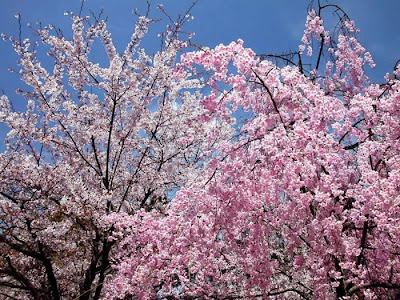 Spring Flower Sakura Photos by cool wallpapers at cool and beautiful wallpapers