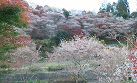 Best Place to See Cherry Blossom in Japan Obara