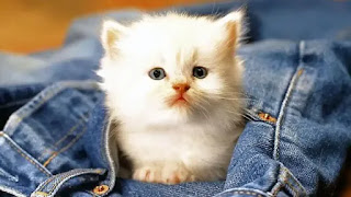 gatito pequeño blanco