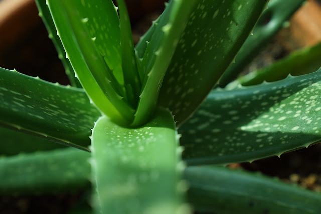 Aloe Vera for Hair