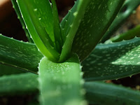 How To Make Beauty Hair With Aloe Vera