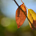 CaptureYour365 POTD: Golden Leaves