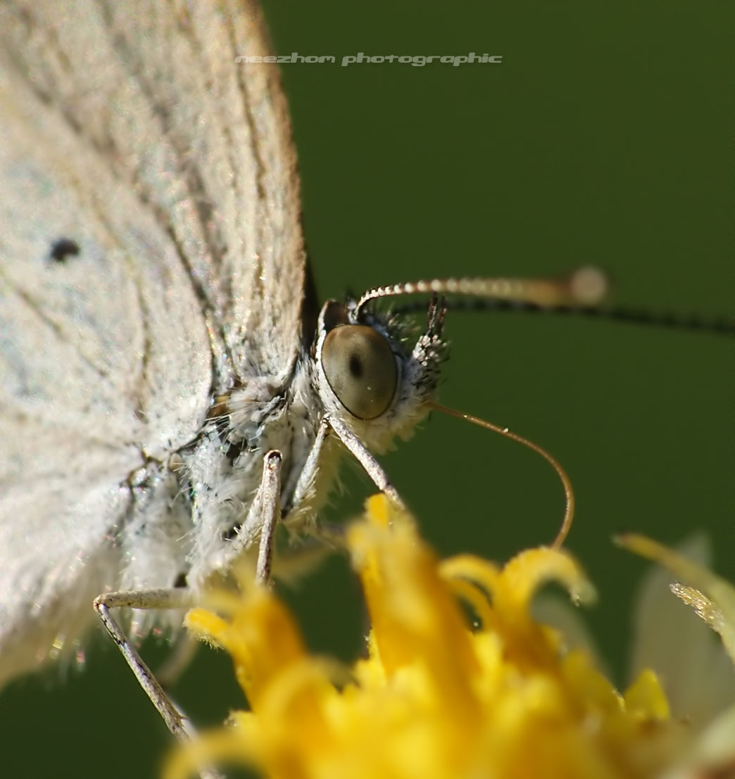 A Gram Blue Butterfly sucking