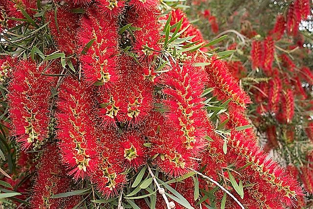 Red blooms of Melaleuca viminalis 'Captain Cook'