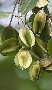 ارجن  کے فائدے اردو میں terminalia Arjuna health benefits