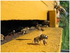 Honey Bees are dieing at an alarming rate.