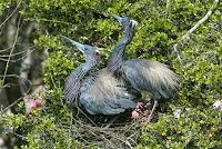 Pictures Of Texas Birds