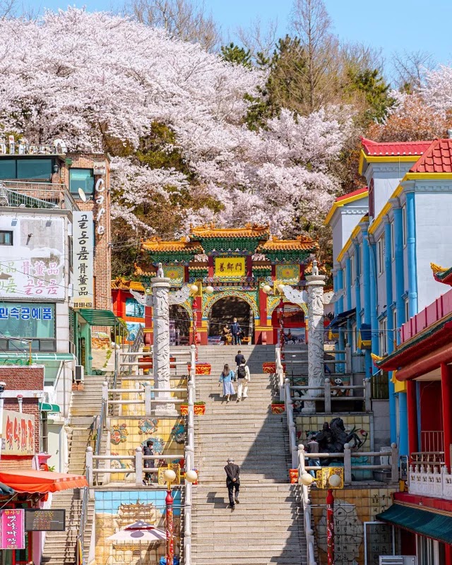 الحي الصيني بمدينة إنتشون تفتح أزهار الكرز في كوريا الجنوبية