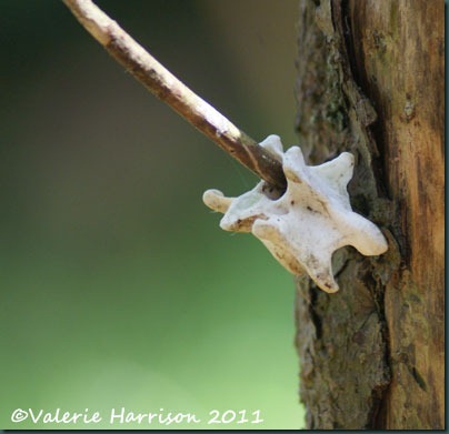 7-bone-on-tree