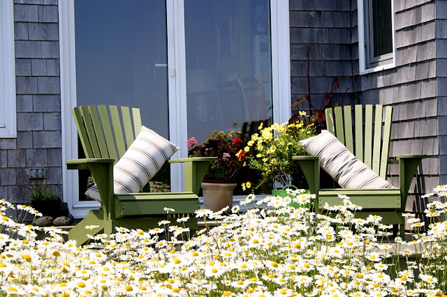 Wild white daisies all around my front deck!