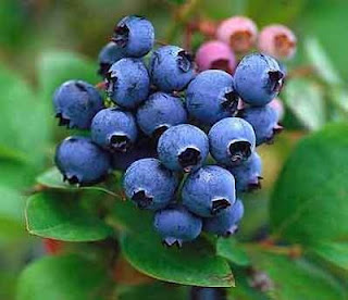 Buah blueberry dapat menghambat proses penuaan pada otak kita