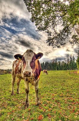 Stunning HDR Photo of  Animal Seen On www.coolpicturegallery.net