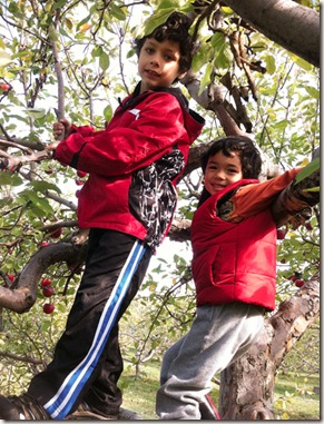 boys-in-tree