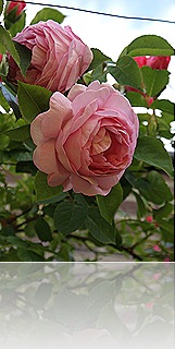 blog 3