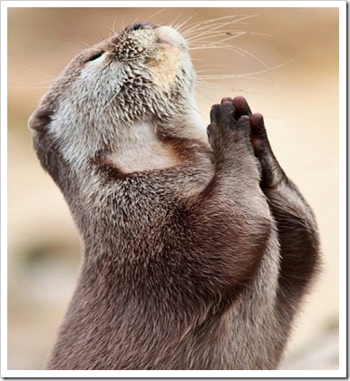 otter