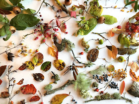 Collection of leaves , fruit and seed pods