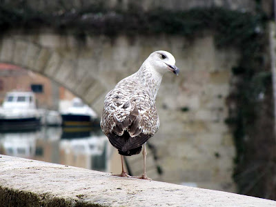 Walking seagull, scali Saffi, Livorno