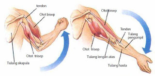 Struktur Bagian-bagian Otot, Macam-macam Jenis Otot dan Fungsi Otot