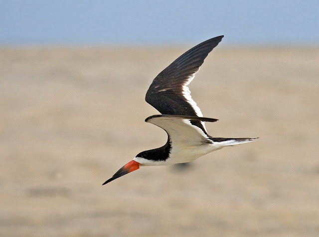 Black Skimmer