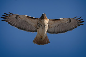 Amelia soaring.