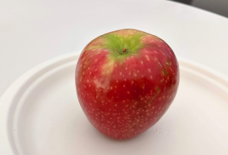 Conical tapered red apple with shiny red blush decorated by many light dots.