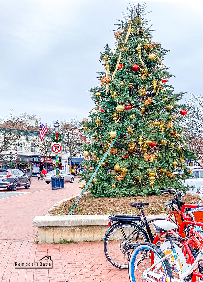 Annapolis water front Christmas tree