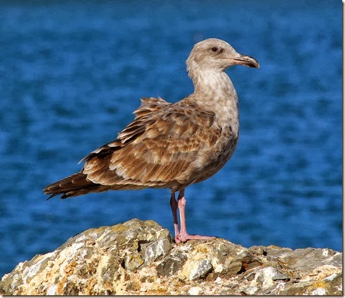 Bird 1