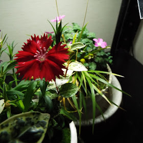 なでしこの開花