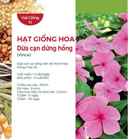 Hạt giống Hoa Dừa cạn đứng hồng 212AQ