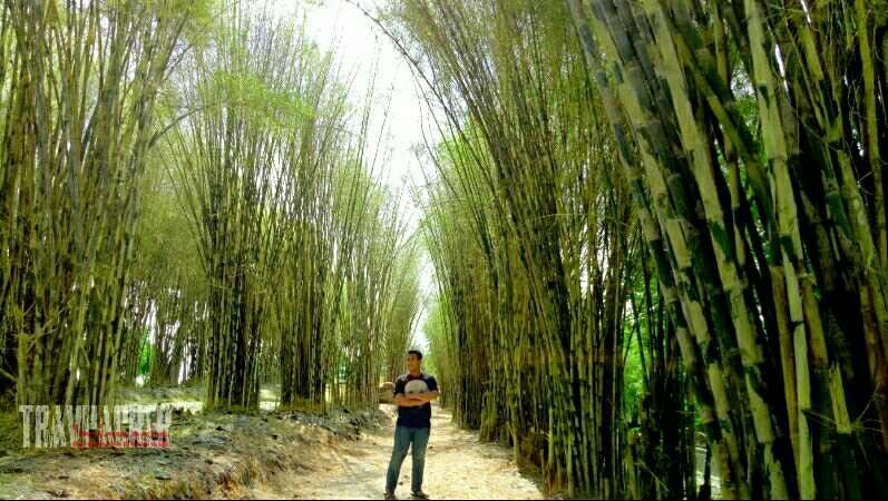 Lokasi Hits Surabaya Hutan Bambu  Taman  Sakura Keputih 