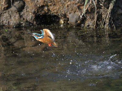 カワセミ 離水後の更に加速