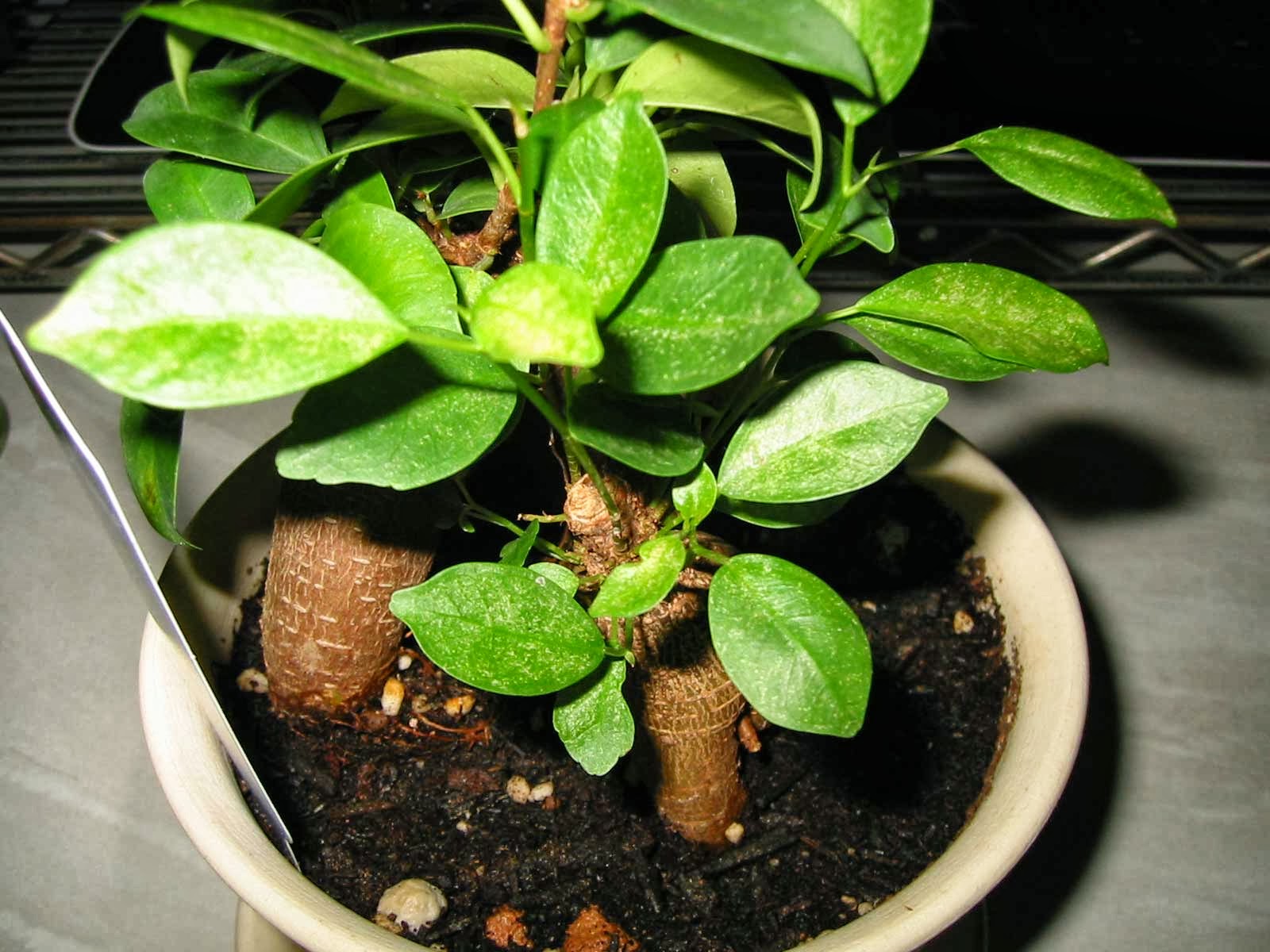 観葉植物育成日記 ガジュマルが病気になってしまってて 観葉植物育成日記 ガジュマルが病気になってしまってて