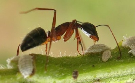 semut meledak Cara Hewan Mempertahankan Dirinya Ketika Diganggu 