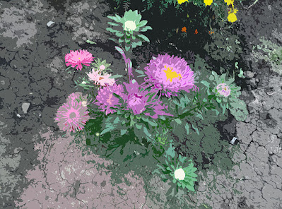 Айстра, синя айстра, фіолетова айстра, аплікація, aster, blue aster, purple aster, application