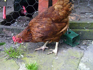 red hen eating grass