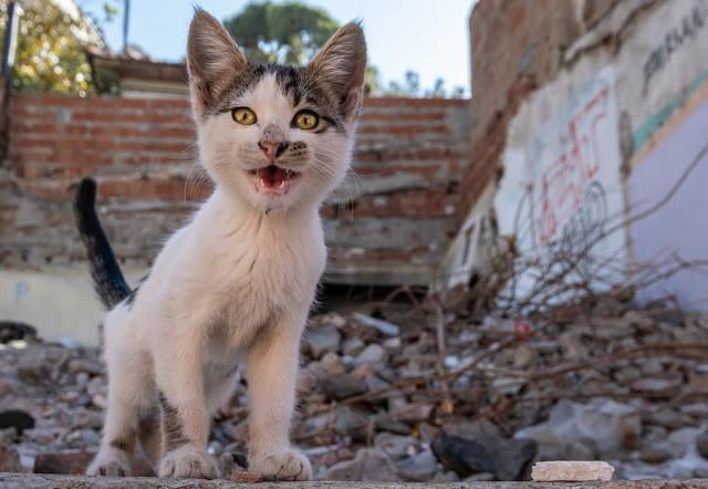 Beautiful Little Black and White Kitten Standing in the Middle of the Ruins Caused by a Great Natural Disaster