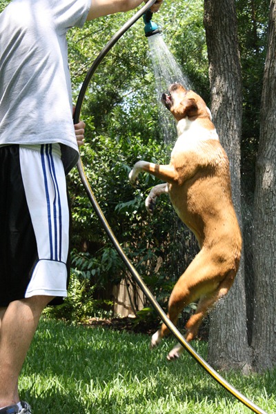 Gracie & hose 059