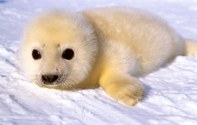 fluffy baby seal