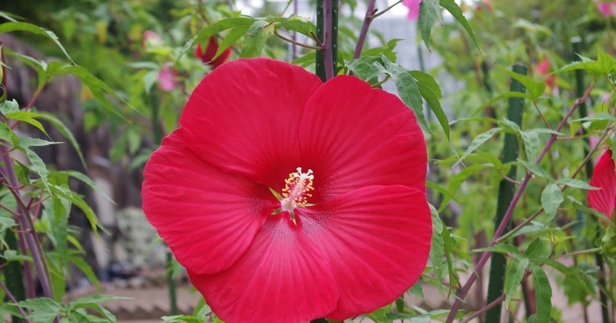 広島市植物公園ブログ 今日の植物公園 ハイビスカスの仲間