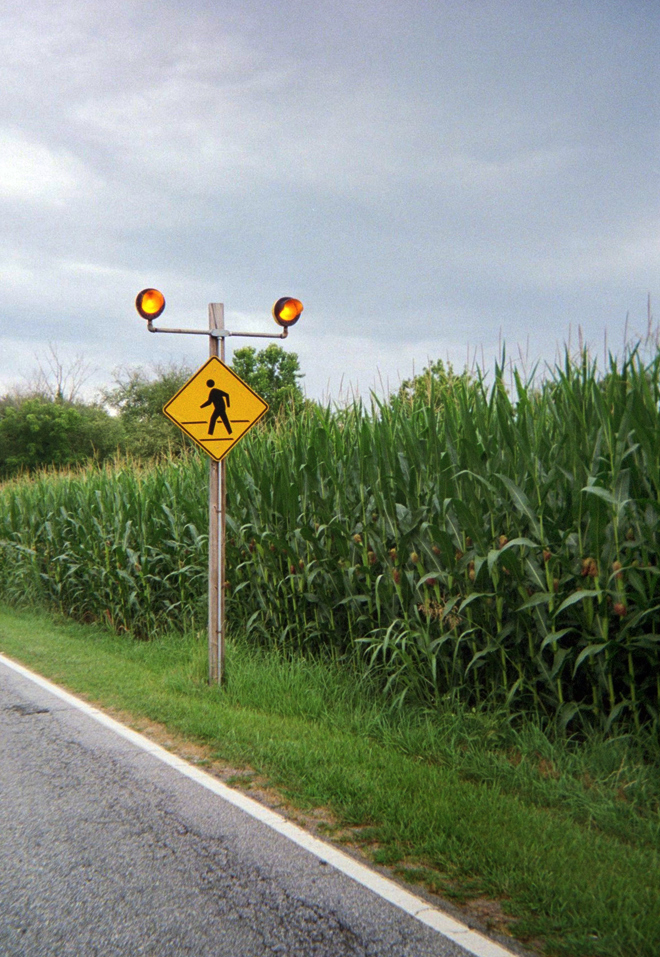 Corn, stormy sky