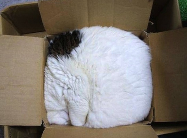 30 cats who have grasped the art of sleep fu