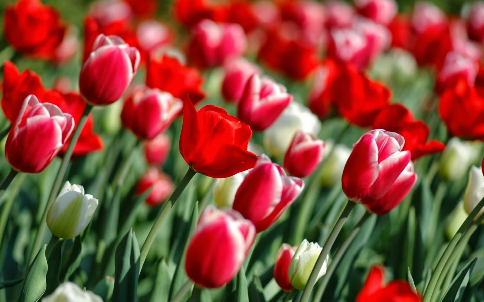 Gambar Taman Bunga Tulip Merah : Kumpulan Gambar - Gambar 