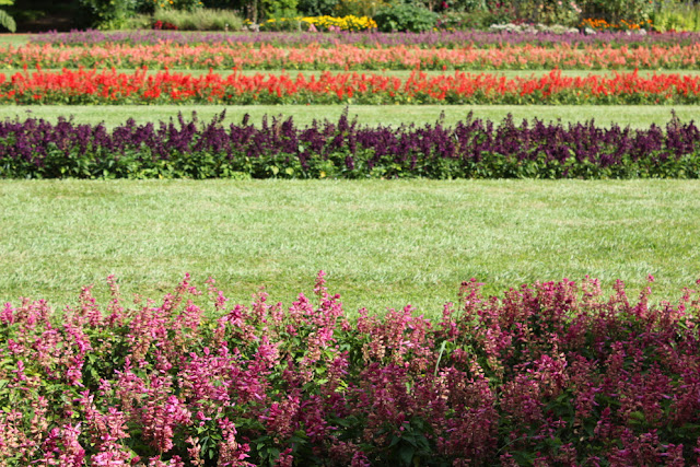 zwiedzanie Azorów. W parku Terra Nostra w Furnas. Kolorowe rzędy kwiatów: fioletowe, czerwone, różowe, fioletowe, przeplatane z zielonymi pasmami trawy