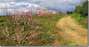2014-Mar-07-1414_closer-almond-trees