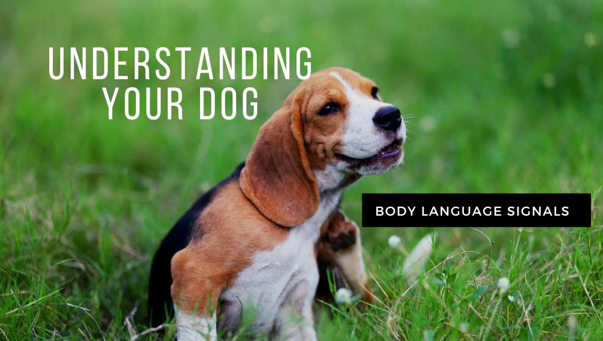 Body Language Signals