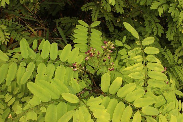 Dalbergia stipulacea